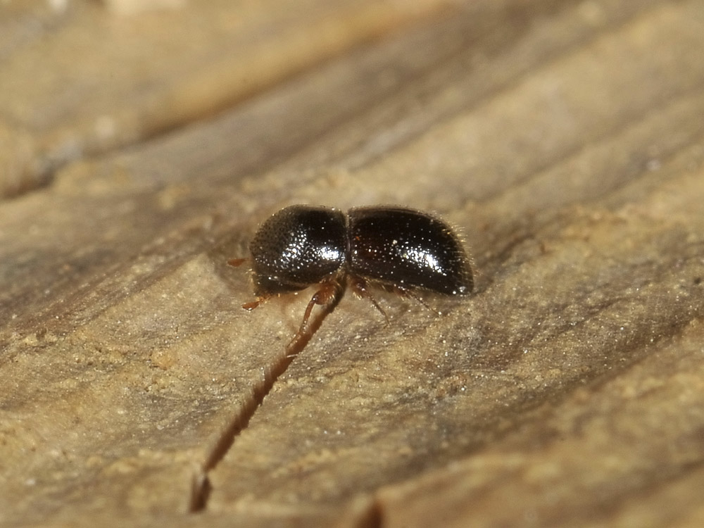 Xyleborus germanus (Scolytidae)